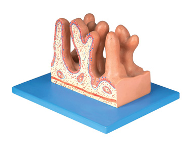空腸內(nèi)面放大模型